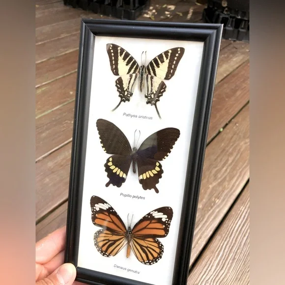 Frames Butterflies New from Thailand - Picture 1 of 2